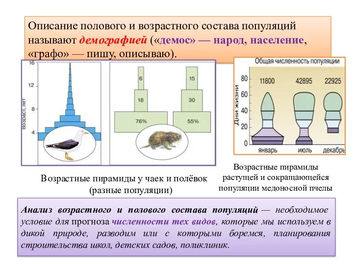 Анализ возрастного и полового состава популяций — необходимое условие для прогноза