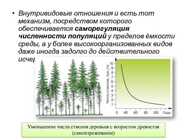 Внутривидовые отношения и есть тот механизм, посредством которого обеспечивается саморегуляция численности