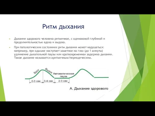 Ритм дыхания Дыхание здорового человека ритмичное, с одинаковой глубиной и продолжительностью