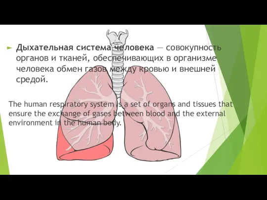 Дыхательная система человека — совокупность органов и тканей, обеспечивающих в организме