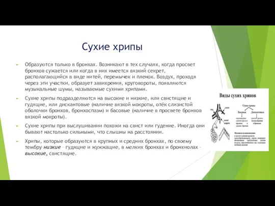 Сухие хрипы Образуются только в бронхах. Возникают в тех случаях, когда