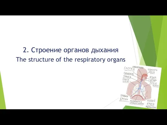 2. Строение органов дыхания The structure of the respiratory organs