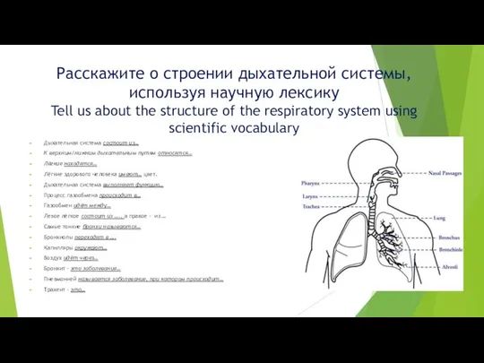 Расскажите о строении дыхательной системы, используя научную лексику Tell us about