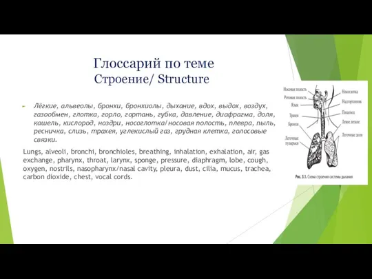 Глоссарий по теме Строение/ Structure Лёгкие, альвеолы, бронхи, бронхиолы, дыхание, вдох,