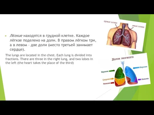 Лёгкие находятся в грудной клетке. Каждое лёгкое поделено на доли. В