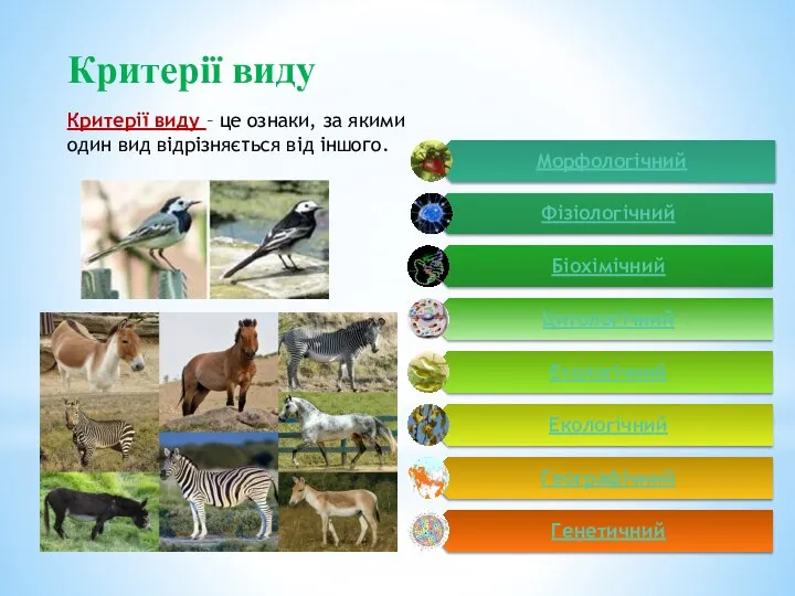 Критерії виду Критерії виду – це ознаки, за якими один вид відрізняється від іншого.