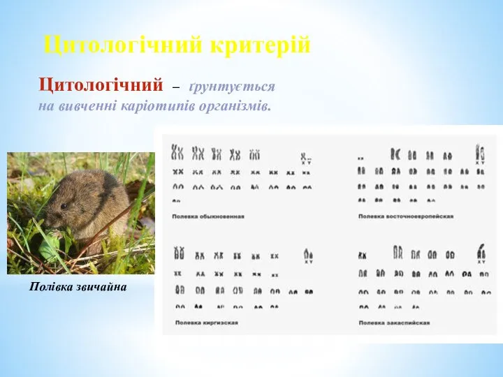 Цитологічний критерій Цитологічний – ґрунтується на вивченні каріотипів організмів. Полівка звичайна