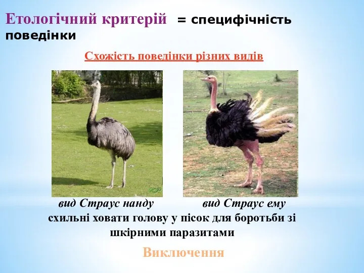 Схожість поведінки різних видів вид Страус нанду вид Страус ему схильні