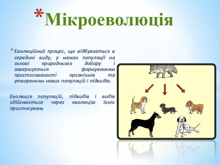 Еволюційний процес, що відбувається в середині виду, у межах популяції на