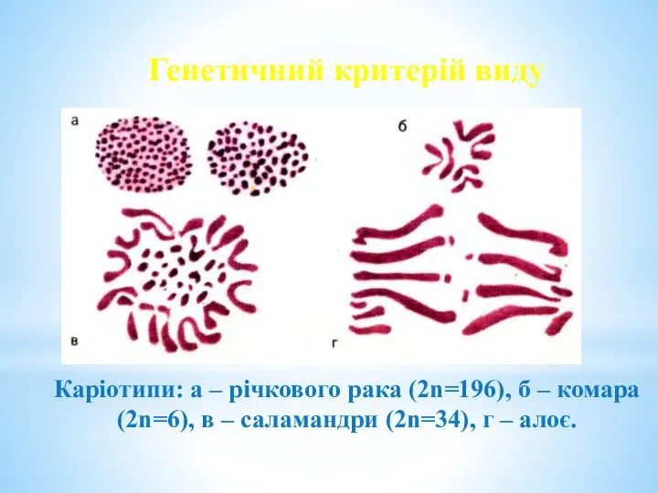 Генетичний критерій виду Каріотипи: а – річкового рака (2n=196), б –