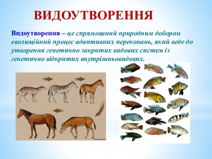 Видоутворення – це спрямований природним добором еволюційний процес адаптивних переконань, який