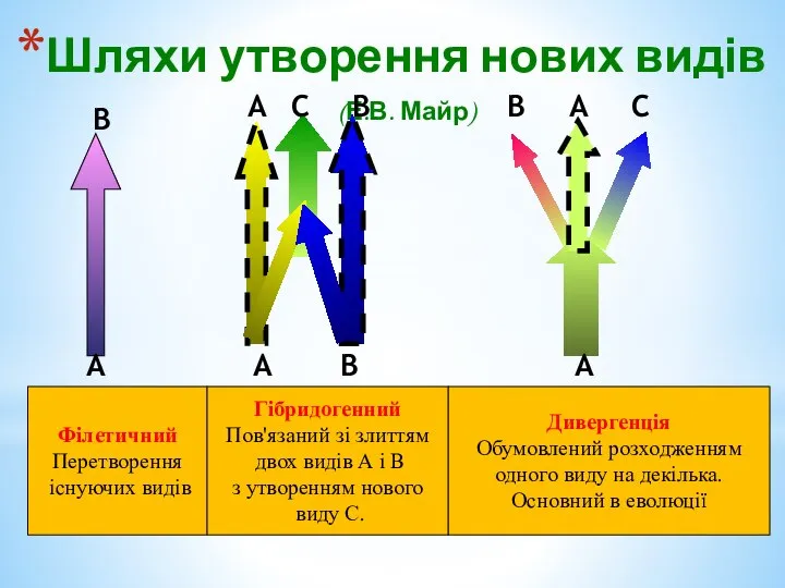 Шляхи утворення нових видів (Е.В. Майр) А А А В В