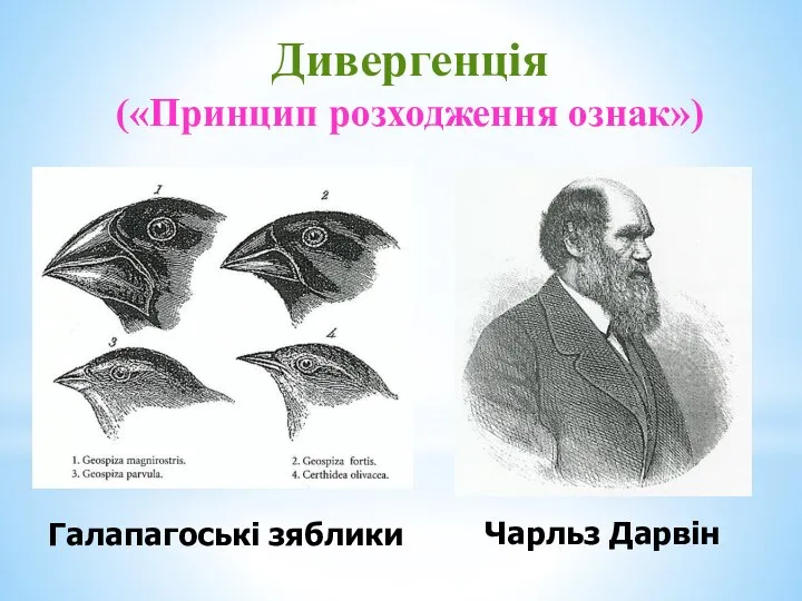 Дивергенція («Принцип розходження ознак») Чарльз Дарвін Галапагоські зяблики