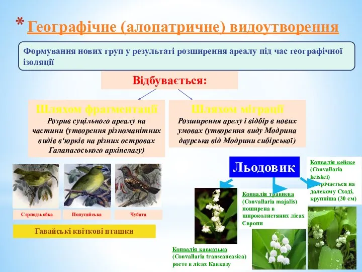 Географічне (алопатричне) видоутворення Формування нових груп у результаті розширення ареалу під