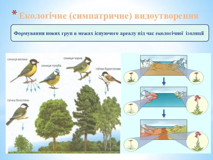 Екологічне (симпатричне) видоутворення Формування нових груп в межах існуючого ареалу під час екологічної ізоляції