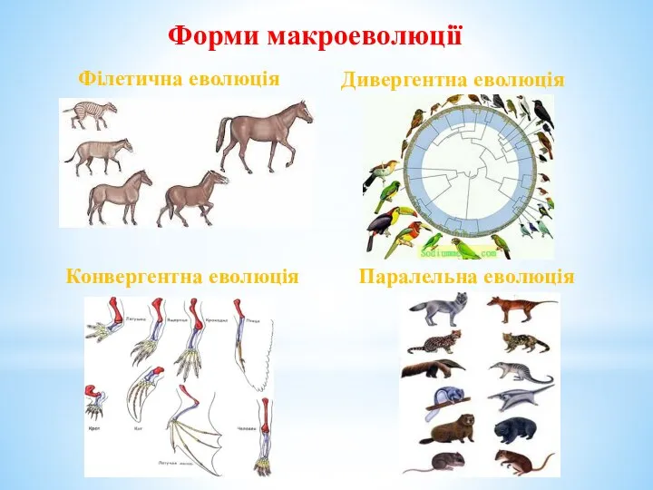 Форми макроеволюції Філетична еволюція Конвергентна еволюція Дивергентна еволюція Паралельна еволюція