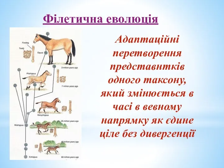 Філетична еволюція Адаптаційні перетворення представнтків одного таксону, який змінюється в часі