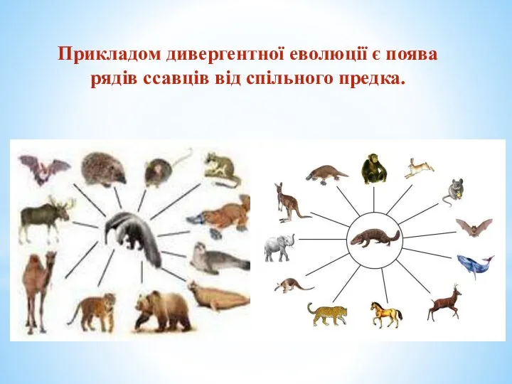 Прикладом дивергентної еволюції є поява рядів ссавців від спільного предка.