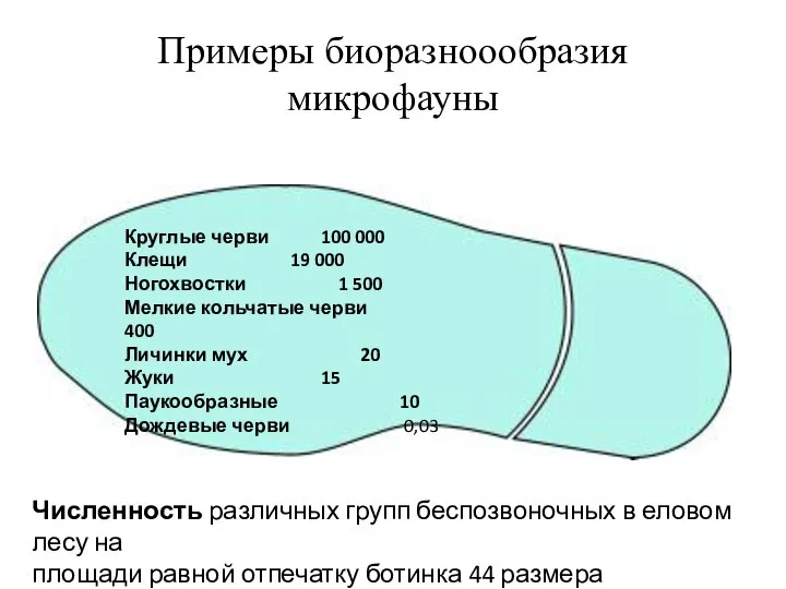 Примеры биоразноообразия микрофауны Круглые черви 100 000 Клещи 19 000 Ногохвостки