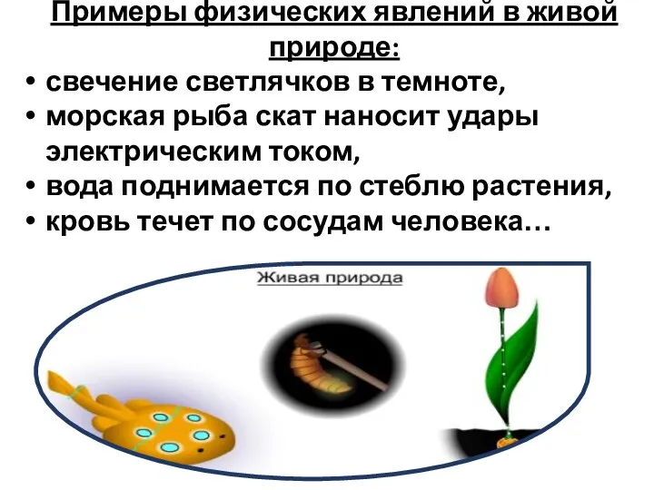 Примеры физических явлений в живой природе: свечение светлячков в темноте, морская