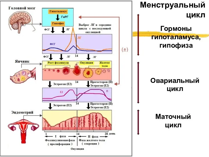 Менструальный цикл Овариальный цикл Маточный цикл Гормоны гипоталамуса, гипофиза Фаза секреции Фаза пролиферации Овуляция