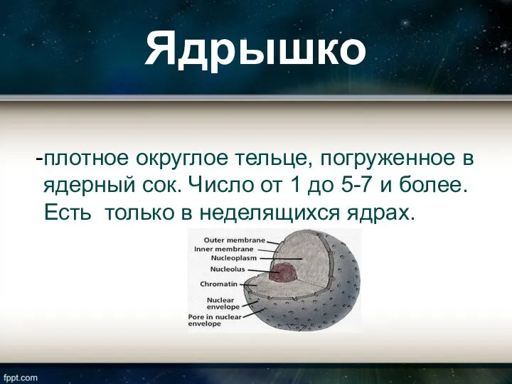 Ядрышко плотное округлое тельце, погруженное в ядерный сок. Число от 1