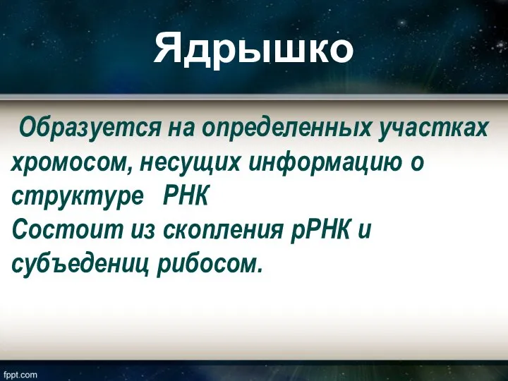 Ядрышко Образуется на определенных участках хромосом, несущих информацию о структуре РНК