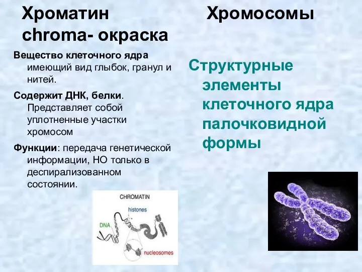 Хроматин Хромосомы chroma- окраска Вещество клеточного ядра имеющий вид глыбок, гранул