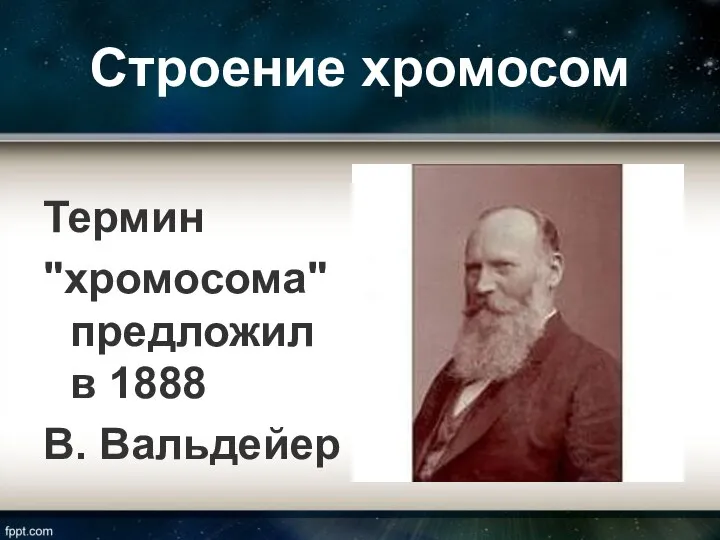 Строение хромосом Термин "хромосома" предложил в 1888 В. Вальдейер