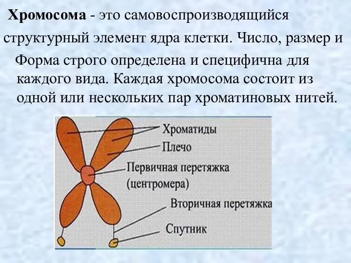 Хромосома - это самовоспроизводящийся структурный элемент ядра клетки. Число, размер и