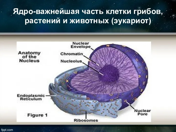 Ядро-важнейшая часть клетки грибов,растений и животных (эукариот)