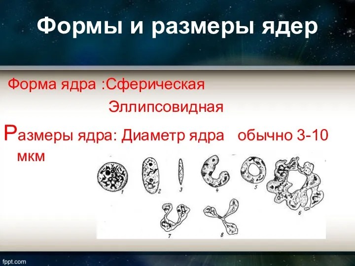 Формы и размеры ядер Форма ядра :Сферическая Эллипсовидная Размеры ядра: Диаметр ядра обычно 3-10 мкм