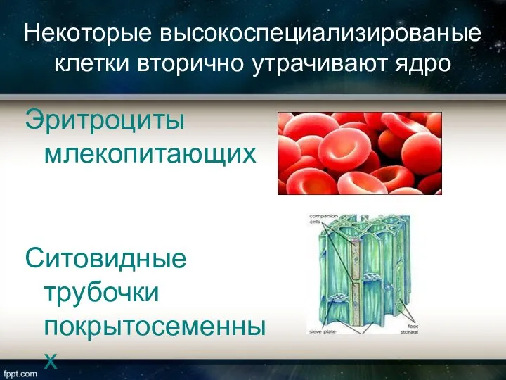 Эритроциты млекопитающих Ситовидные трубочки покрытосеменных Некоторые высокоспециализированые клетки вторично утрачивают ядро