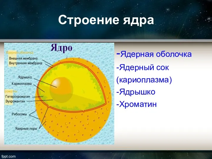 Строение ядра -Ядерная оболочка -Ядерный сок (кариоплазма) -Ядрышко -Хроматин