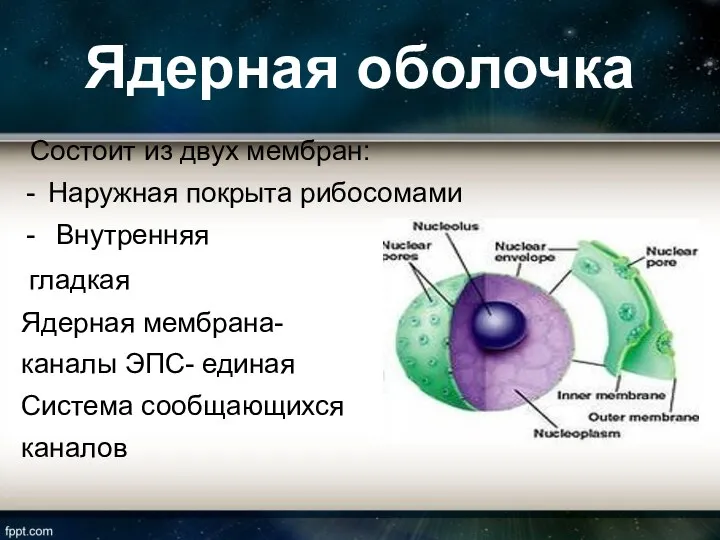 Ядерная оболочка Состоит из двух мембран: Наружная покрыта рибосомами Внутренняя гладкая