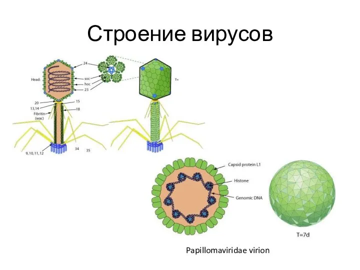 Строение вирусов Papillomaviridae virion