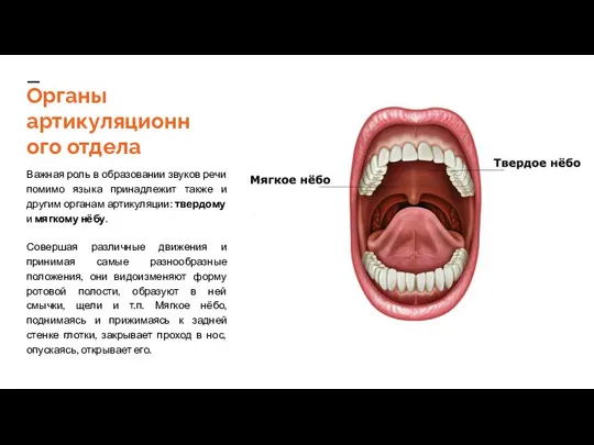 Органы артикуляционного отдела Важная роль в образовании звуков речи помимо языка