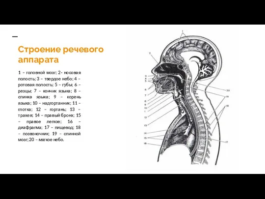 Строение речевого аппарата 1 – головной мозг; 2- носовая полость; 3