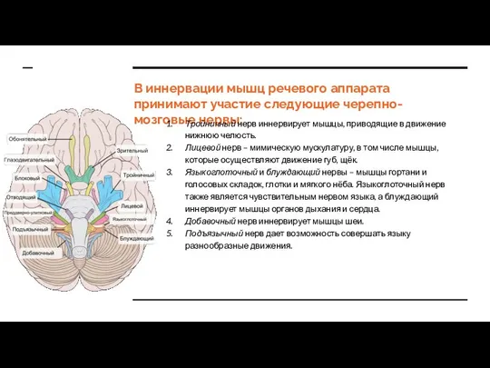 В иннервации мышц речевого аппарата принимают участие следующие черепно-мозговые нервы: Тройничный