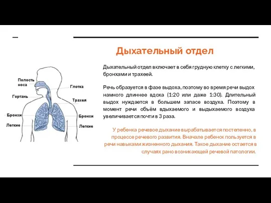 Дыхательный отдел Дыхательный отдел включает в себя грудную клетку с легкими,