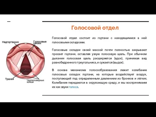 Голосовой отдел Голосовой отдел состоит из гортани с находящимися в ней