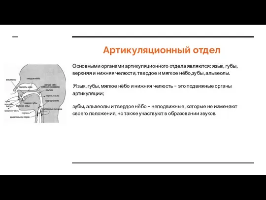 Артикуляционный отдел Основными органами артикуляционного отдела являются: язык, губы, верхняя и