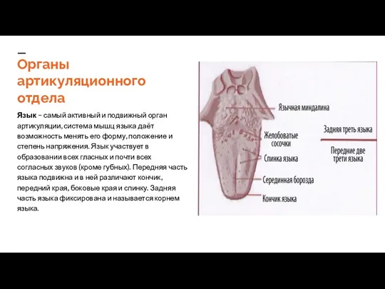 Органы артикуляционного отдела Язык – самый активный и подвижный орган артикуляции,