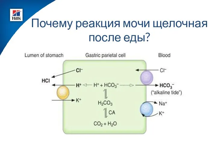 Почему реакция мочи щелочная после еды?