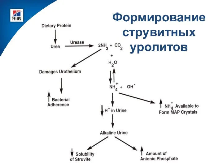 Формирование струвитных уролитов