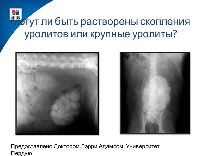 Могут ли быть растворены скопления уролитов или крупные уролиты? Предоставлено Доктором Лэрри Адамсом, Университет Пердью