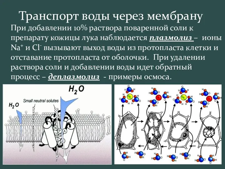 Транспорт воды через мембрану При добавлении 10% раствора поваренной соли к