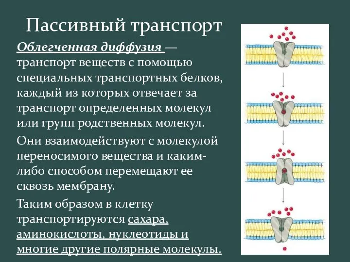 Пассивный транспорт Облегченная диффузия — транспорт веществ с помощью специальных транспортных