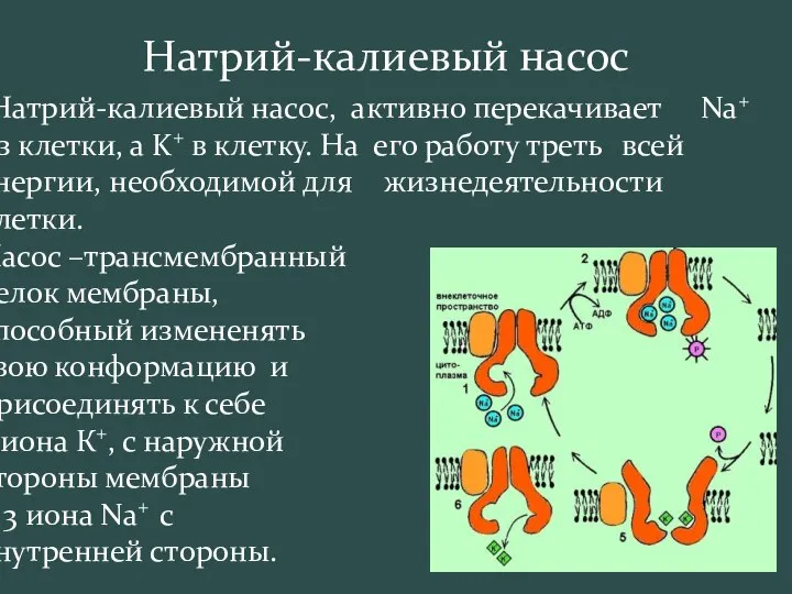 Натрий-калиевый насос Натрий-калиевый насос, активно перекачивает Na+ из клетки, а K+