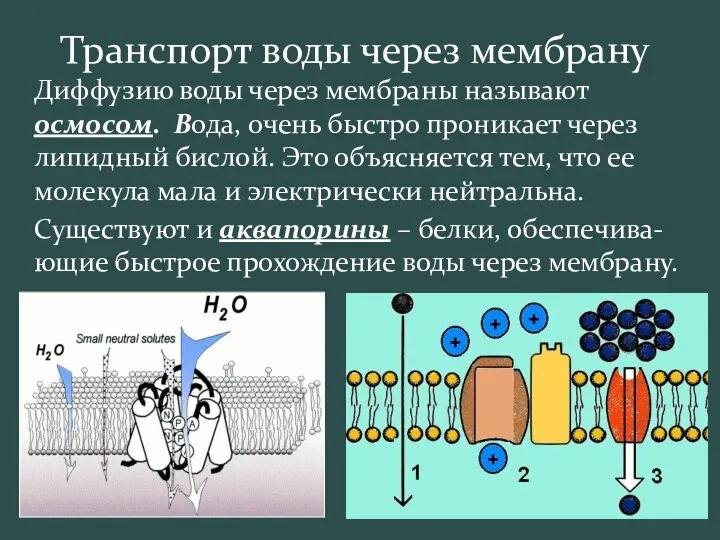 Транспорт воды через мембрану Диффузию воды через мембраны называют осмосом. Вода,